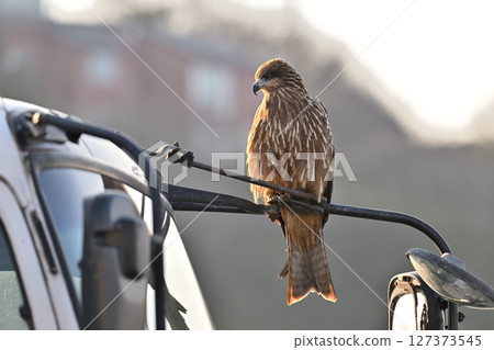 Black kite that stops on an electric wire 127373545