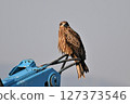 Black kite that stops on an electric wire 127373546