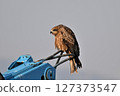 Black kite that stops on an electric wire 127373547