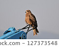 Black kite that stops on an electric wire 127373548
