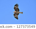 Black kite that stops on an electric wire 127373549