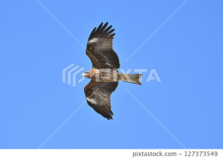Black kite that stops on an electric wire Black kite that stops on an electric wire 127373549