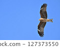 Black kite that stops on an electric wire 127373550