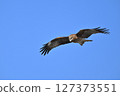 Black kite that stops on an electric wire 127373551