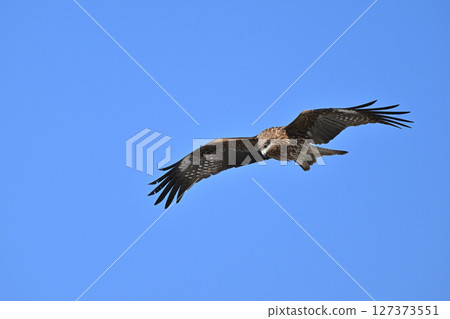 Black kite that stops on an electric wire 127373551