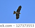 Black kite that stops on an electric wire 127373553