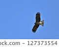 Black kite that stops on an electric wire 127373554