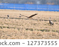 Black kite that stops on an electric wire 127373555