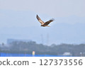 Black kite that stops on an electric wire 127373556