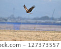 Black kite that stops on an electric wire 127373557