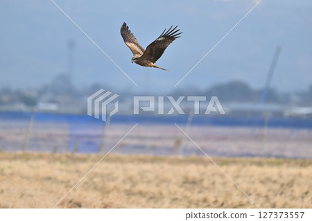 Black kite that stops on an electric wire Black kite that stops on an electric wire 127373557