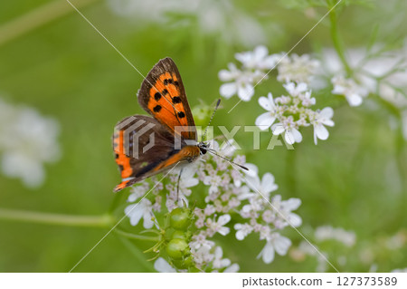 Bennisimi Bennisimi 127373589