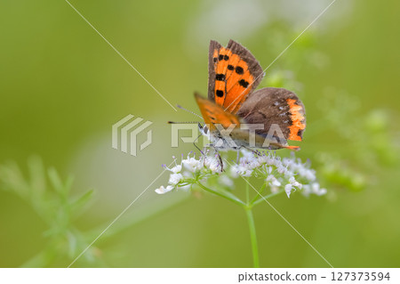 Lycaena phlaeas 127373594