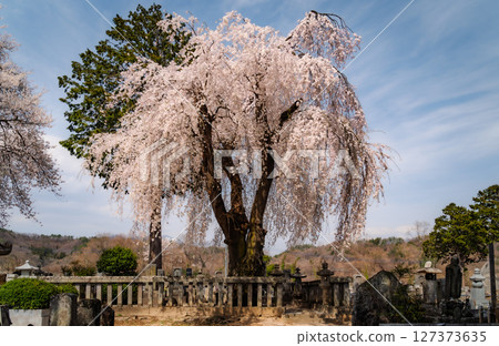 Weeping Cherry Tree in Full Bloom at Rural Buddhist Temple Cemetery, Yamanashi, Japan 127373635