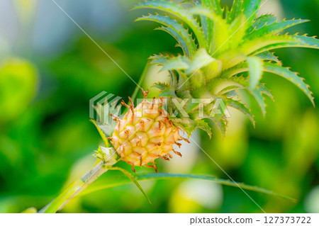 A small pineapple. A small pineapple. 127373722