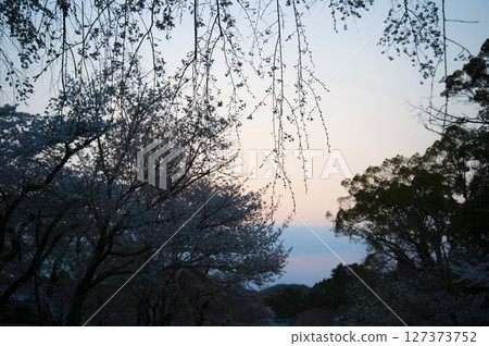 Sunset seen through the cherry blossoms 127373752