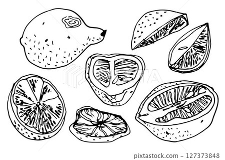 Large set of outline vintage lemons and their halves in sketch style on white background 127373848