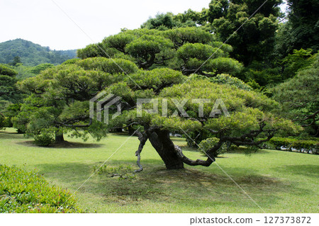 Grass and trees 127373872
