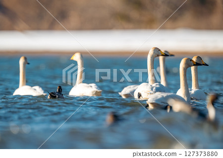Whooper swans and a duck swim together in a lake during winter. Aizu, Japan. Lake Inawashiro 127373880