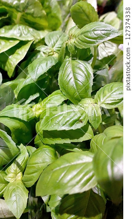 Fresh Basil Leaves Arranged for Culinary Use in a Vibrant Kitchen Setting 127374338