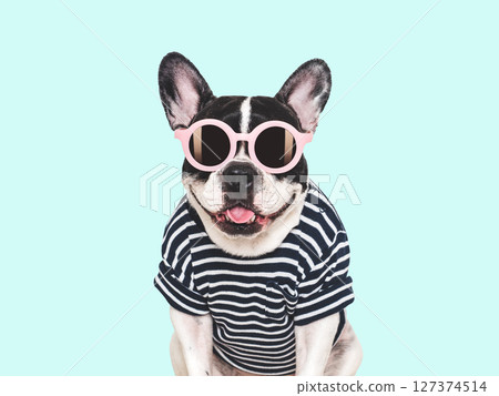 Cute puppy, sunglasses and bright t-shirt. Dog smiling 127374514