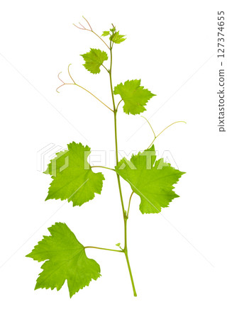 Grape branch with bright juicy leaves isolated on white Grape branch with bright juicy leaves isolated on white 127374655