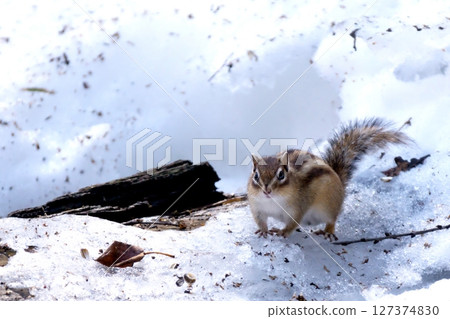 Wild Hokkaido chipmunks inhabiting Hokkaido Wild Hokkaido chipmunks inhabiting Hokkaido 127374830