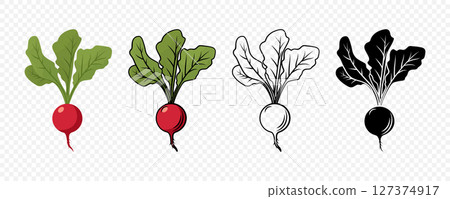 Radish Vector Set in Color, Outline, Vintage and Flat Style. Fresh Red Radish with Leaves for Food Packaging, Botanical Illustration, Organic Market Clipart, Farm Vegetables, Garden Design and Recipe 127374917