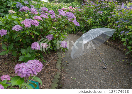 Umbrella and hydrangea 127374918