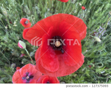 Blooming summer flowers in rural village 127375093