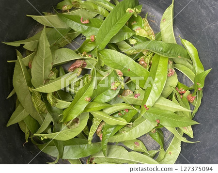 Parasitic disease on tree leaves surface 127375094