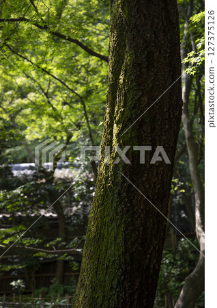 Summer trees 127375126