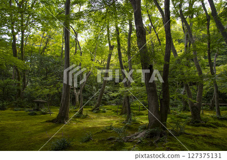 與青苔的樹 127375131