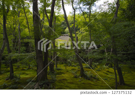 花園長滿青苔 127375132