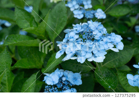 淺藍色繡球花 淺藍色繡球花 127375295