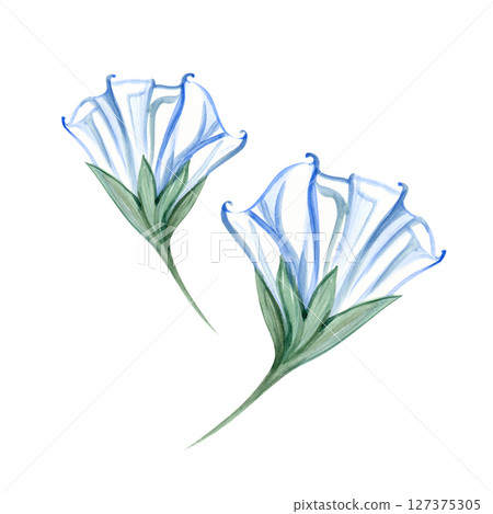 Watercolor delicate illustration of blooming datura. Night flowers 127375305