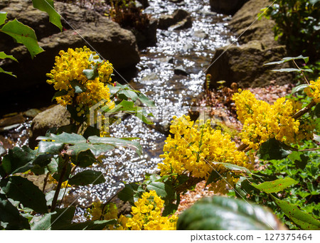 yELLOW mahonia flowers and shiny water of stream in Japanese garden yELLOW mahonia flowers and shiny water of stream in Japanese garden 127375464