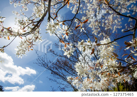 wHITE MAGNOLIA FLOWERS in Japanese garden 127375465