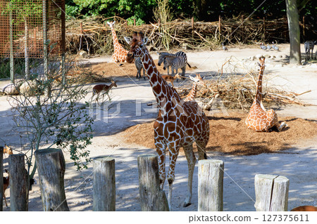 Group of giraffes in a nature park 127375611