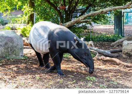 Exotic animal Tapir walking outdoors Exotic animal Tapir walking outdoors 127375614