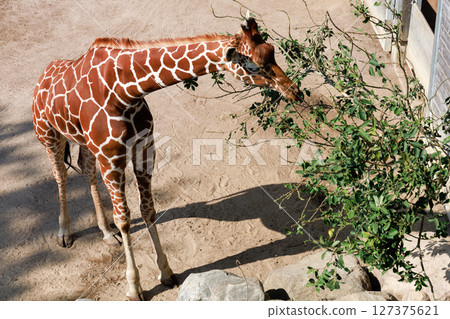 Beautiful giraffe eats leaves from a tree 127375621