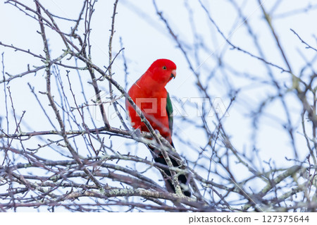 A red feathered male Australian King Parrot sitting in a tree A red feathered male Australian King Parrot sitting in a tree 127375644