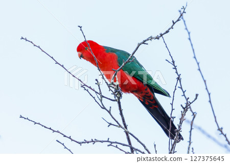 A red feathered male Australian King Parrot sitting in a tree A red feathered male Australian King Parrot sitting in a tree 127375645