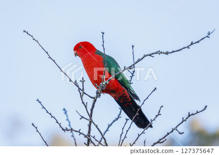 A red feathered male Australian King Parrot sitting in a tree 127375647