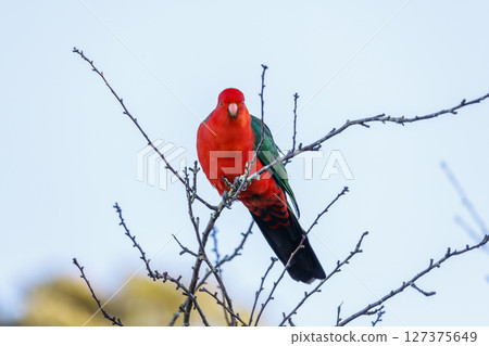 A red feathered male Australian King Parrot sitting in a tree 127375649
