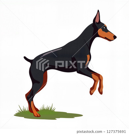 Energetic Doberman Pinscher jumping over grass, showcasing agility 127375691