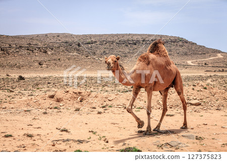 Wild camel in Oman Wild camel in Oman 127375823
