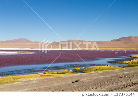 Laguna Colorada view, Bolivia 127376144