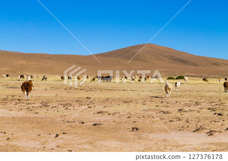 Bolivian llama breeding,Bolivia Bolivian llama breeding,Bolivia 127376178