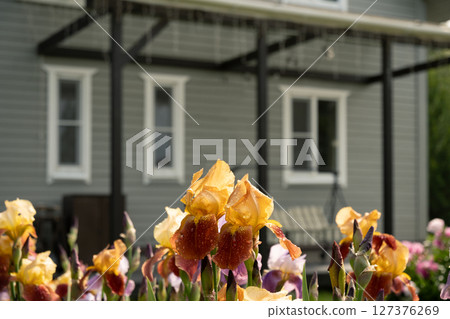 Irises flowers of different varieties in garden in front of veranda of private wooden house. Focus on Iris flowers. Outdoors. Summer season and gardening. Irises flowers of different varieties in garden in front of veranda of private wooden house. Focus on Iris flowers. Outdoors. Summer season and gardening. 127376269